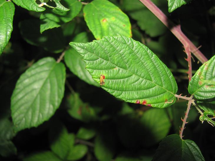 Coptotriche marginea (Tischeriidae)